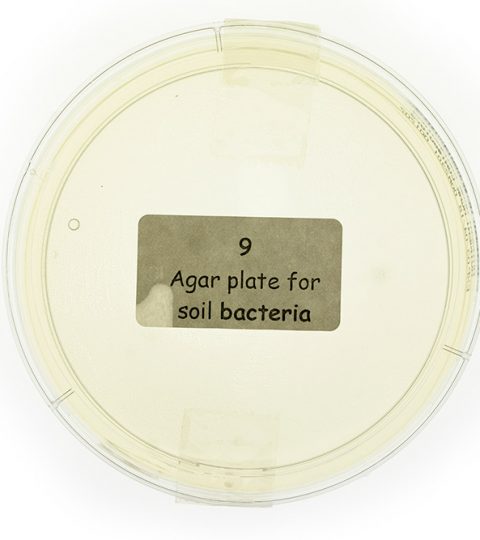 Soil Bacteria Petri