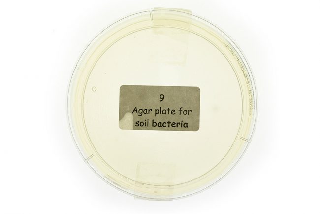Soil Bacteria Petri
