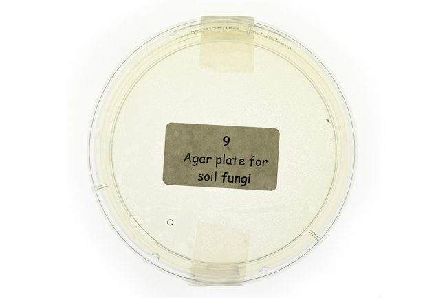 Soil Fungi Petri
