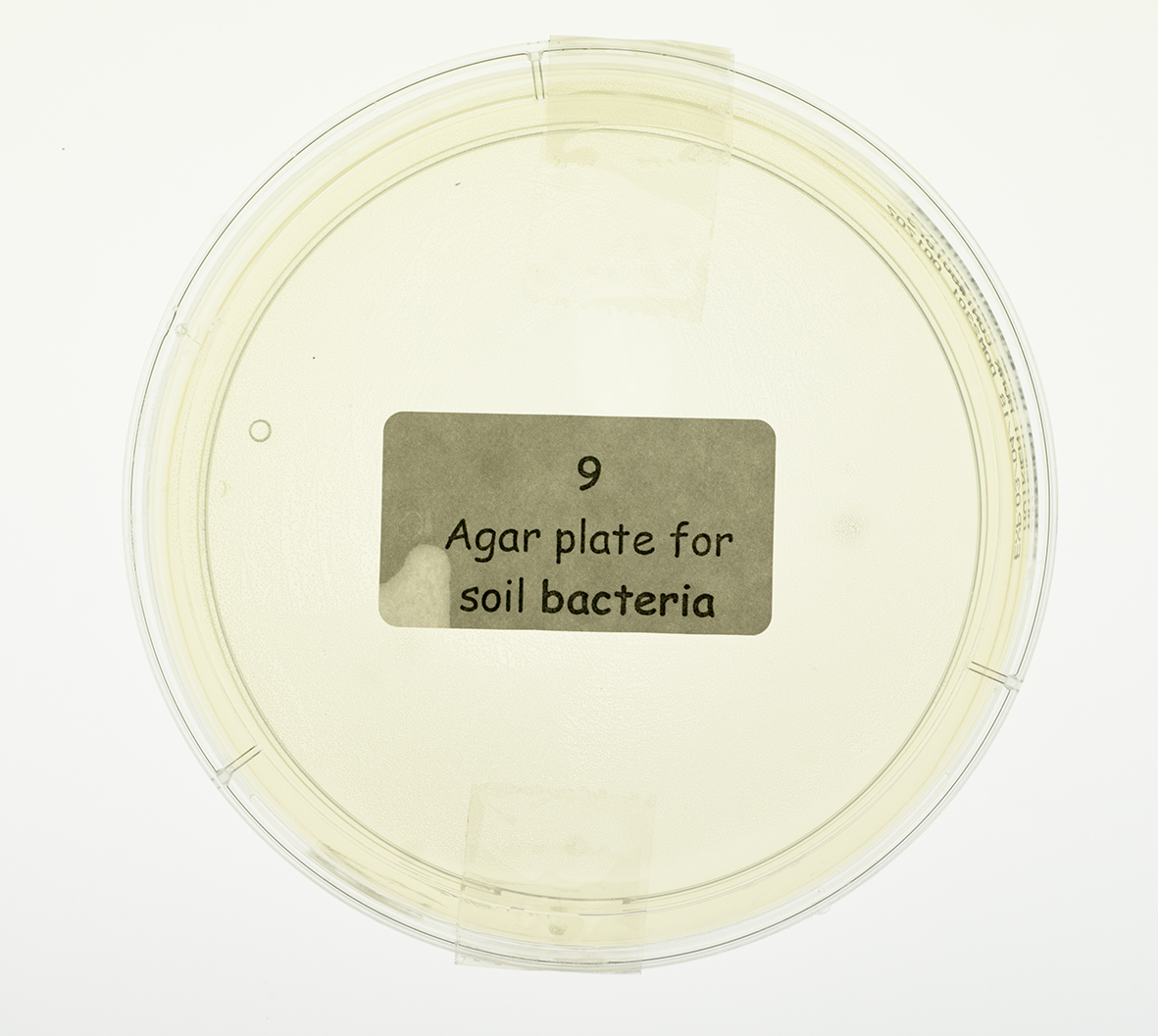 Soil bacteria petri