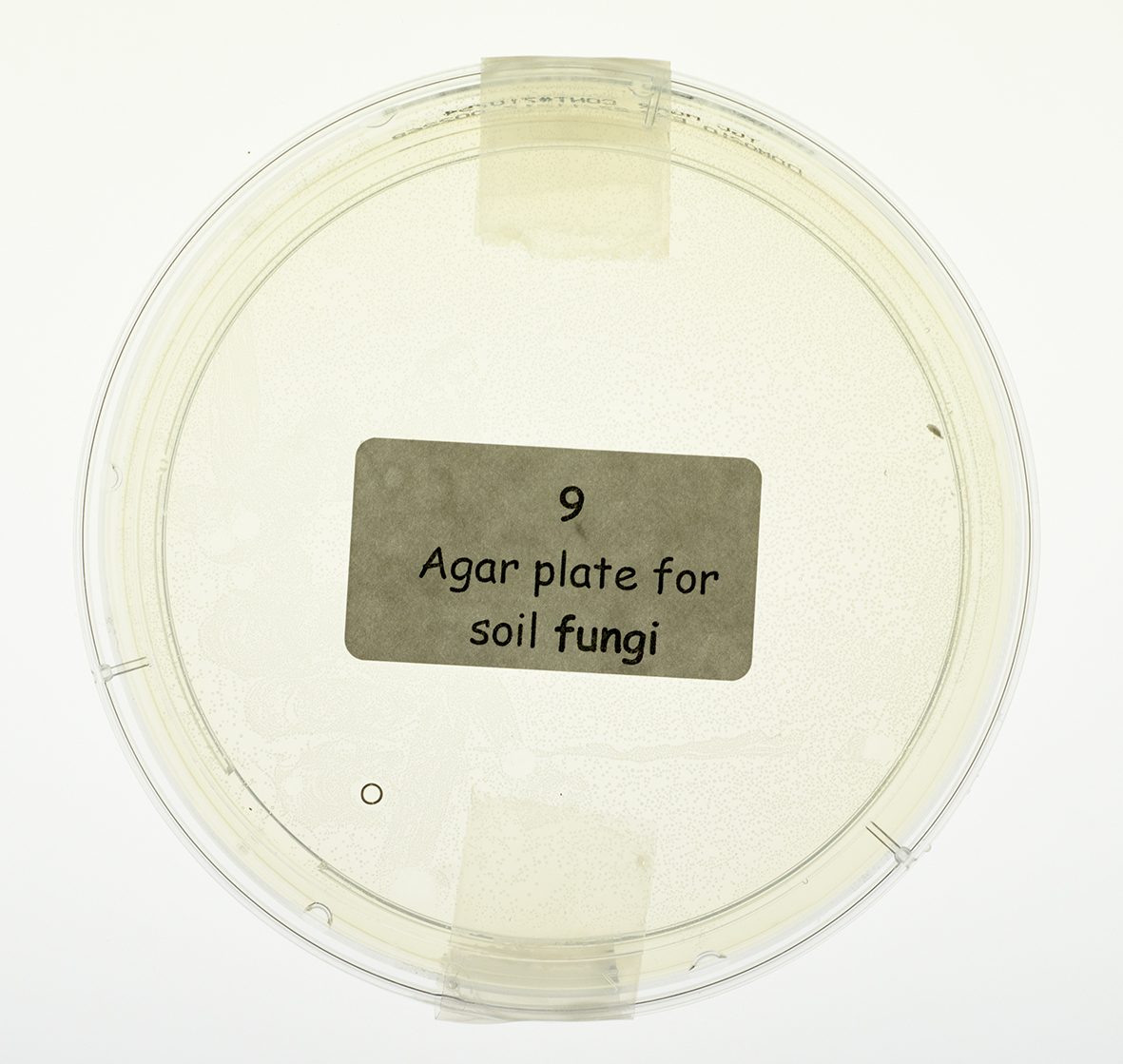 Soil fungi petri