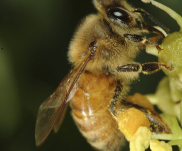© Peter E. Smith, Natural Sciences Image Library. © Peter E. Smith, Natural Sciences Image Library.